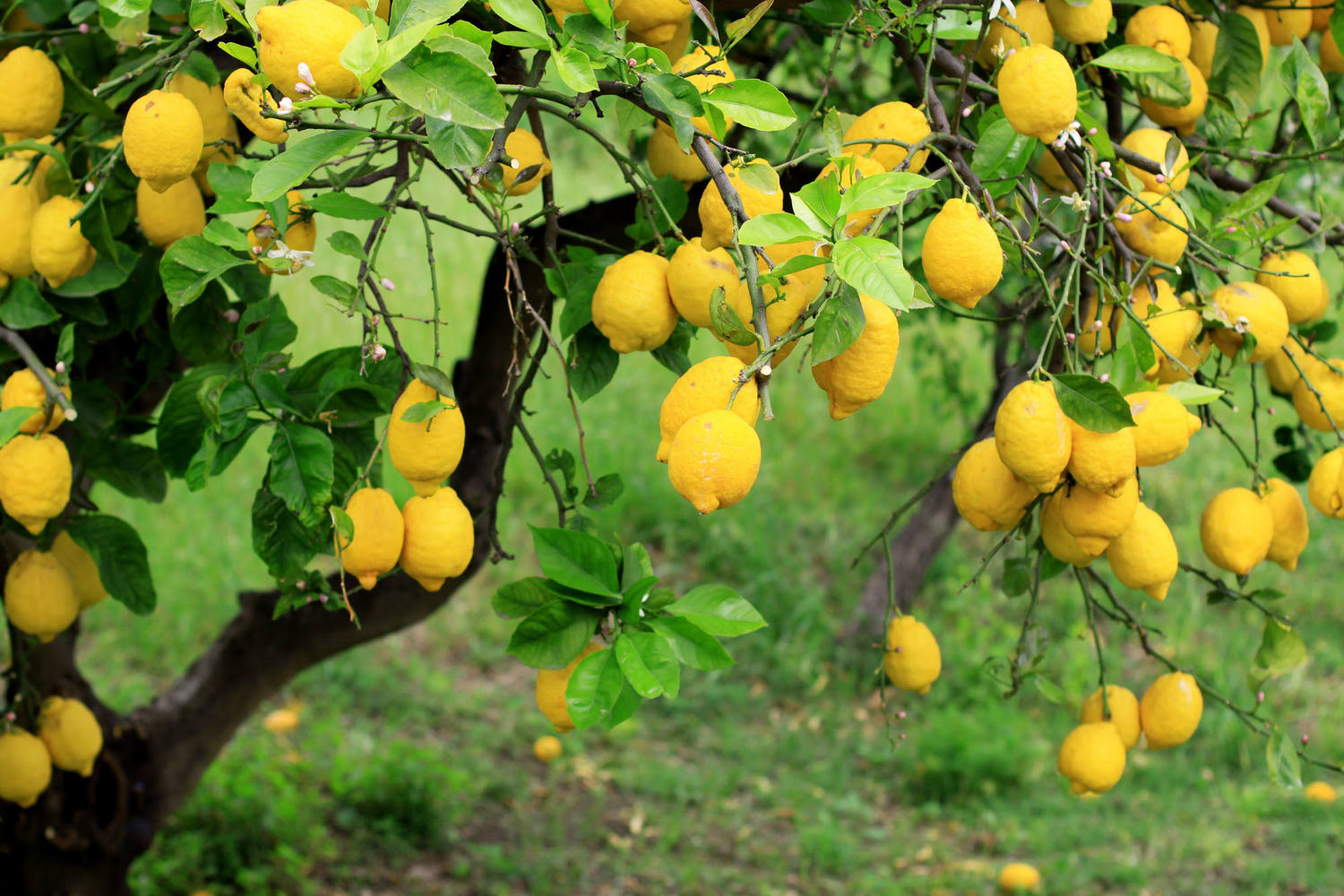 Amalfi citroenen verpakt 500gr stuk 2